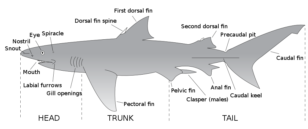 shark diagram